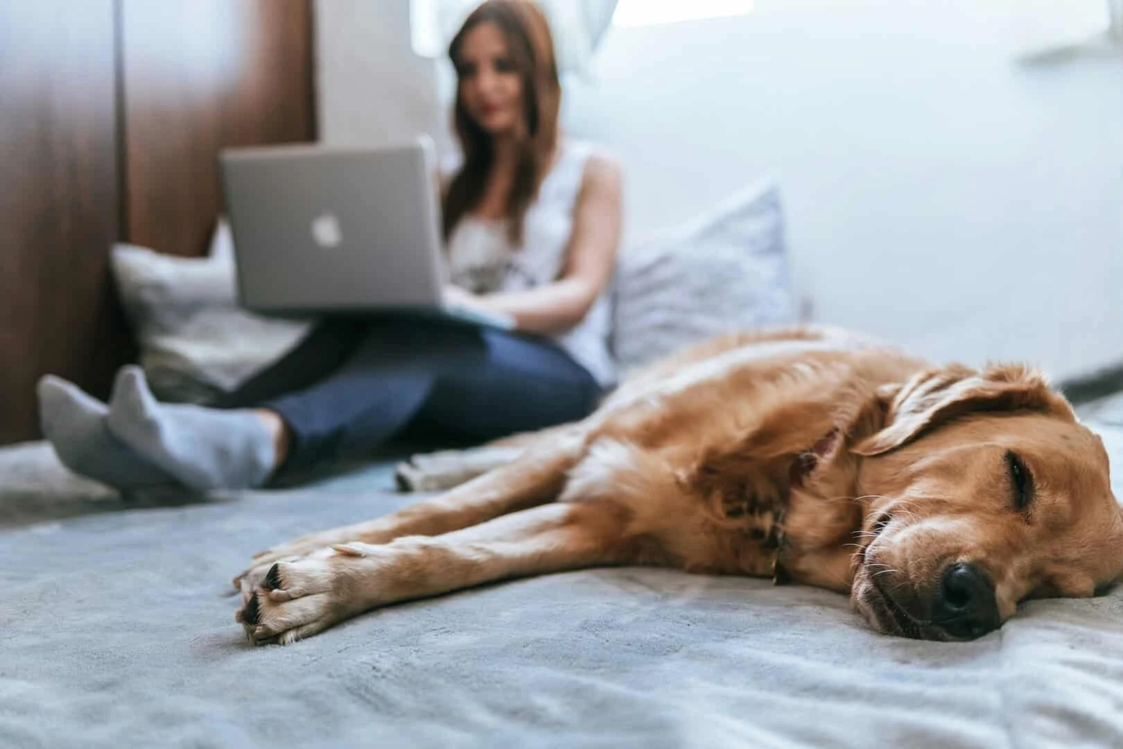 Streamlining Pet Care in Your Business Understanding Nasogastric Feeding for Pets