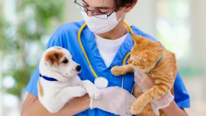 nasogastric feeding for pets explained
